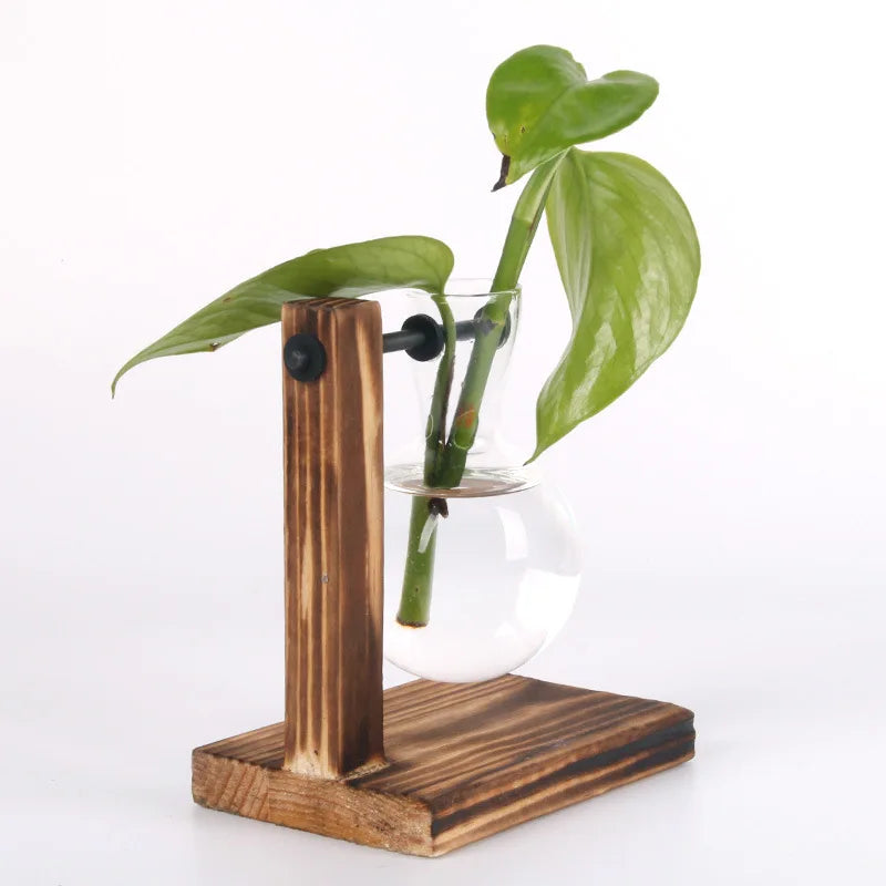 Hydroponic Desk Plant Terrarium