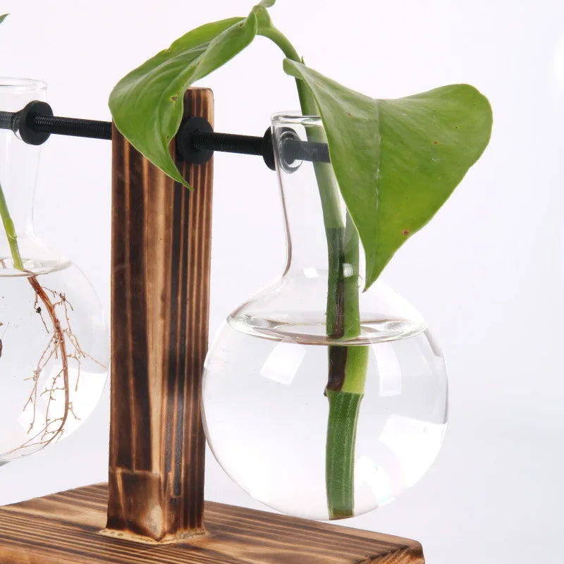 Hydroponic Desk Plant Terrarium